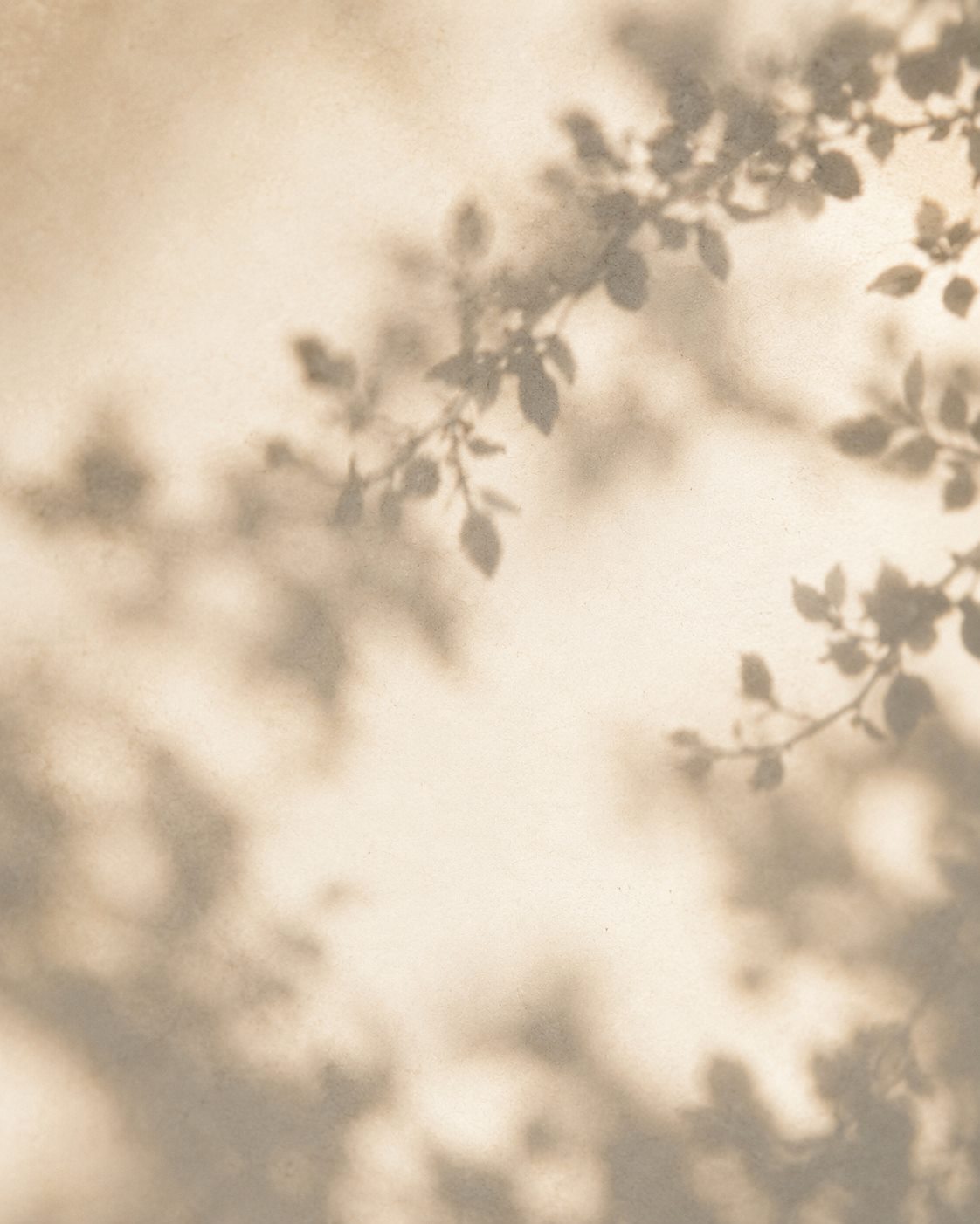 Soft botanical shadows on parchment